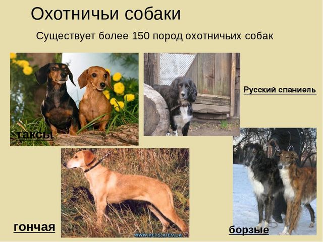 Презентация на лексическую тему "Собаки"
