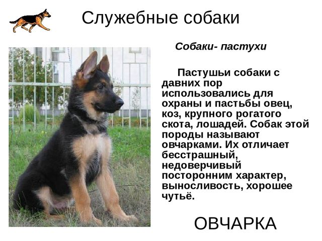 Презентация на лексическую тему "Собаки"