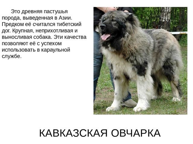 Презентация на лексическую тему "Собаки"