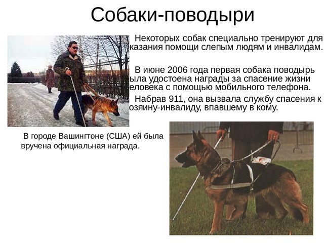 Презентация на лексическую тему "Собаки"
