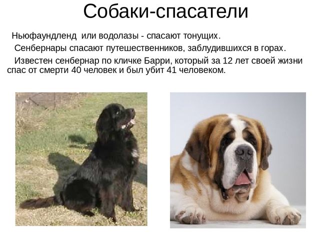 Презентация на лексическую тему "Собаки"