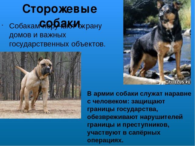 Презентация на лексическую тему "Собаки"