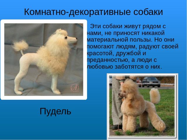 Презентация на лексическую тему "Собаки"