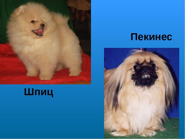 Презентация на лексическую тему "Собаки"