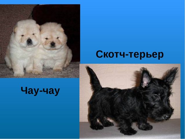 Презентация на лексическую тему "Собаки"