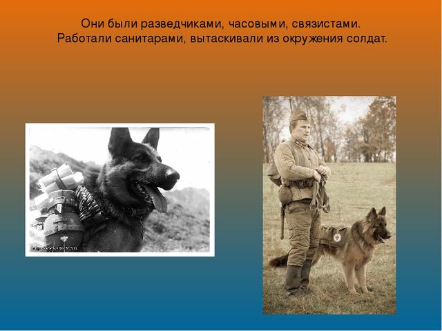 Презентация на лексическую тему "Собаки"