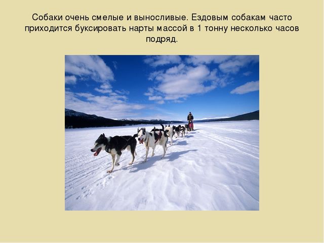 Презентация на лексическую тему "Собаки"