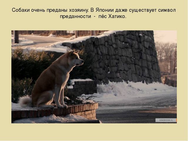 Презентация на лексическую тему "Собаки"