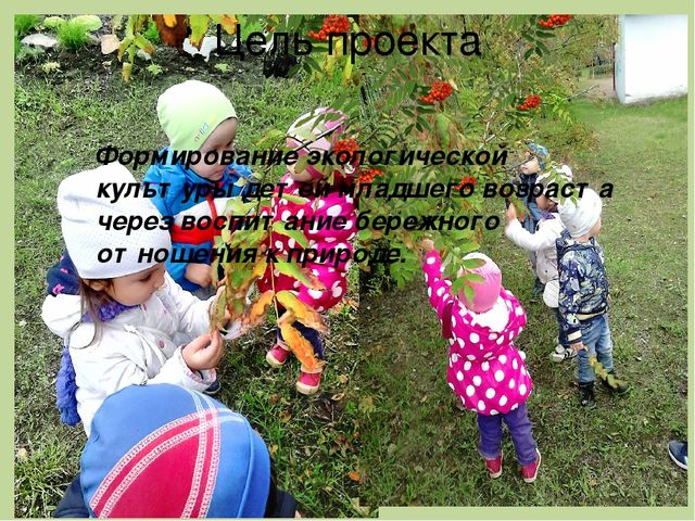 Экологический проект в младшей группе «Здравствуй, рябинка!»