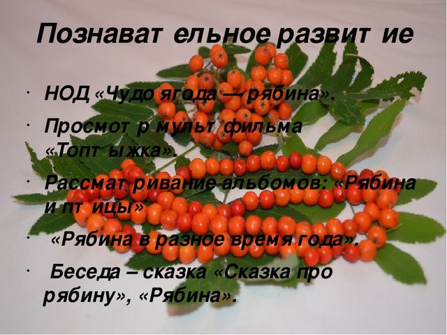 Экологический проект в младшей группе «Здравствуй, рябинка!»