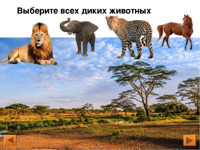 Презентация. Интерактивная игра для дошкольников «Дикие и домашние животные»