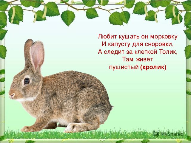 Презентация по ознакомлению с миром природы