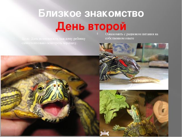 Проект " красноухая черепаха " подготовительная группа презентация