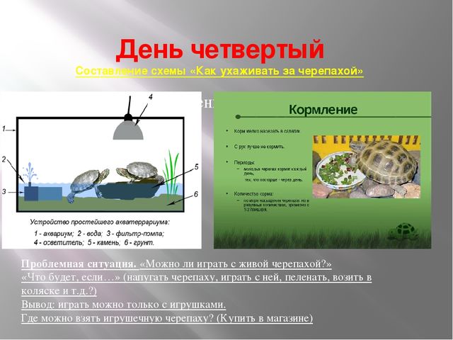 Проект " красноухая черепаха " подготовительная группа презентация