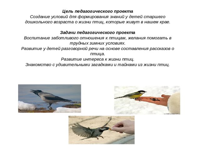 Презентация педагогического проекта "Птицы -наши друзья"