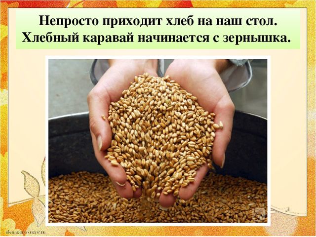 Презентация "От зернышка до хлеба"