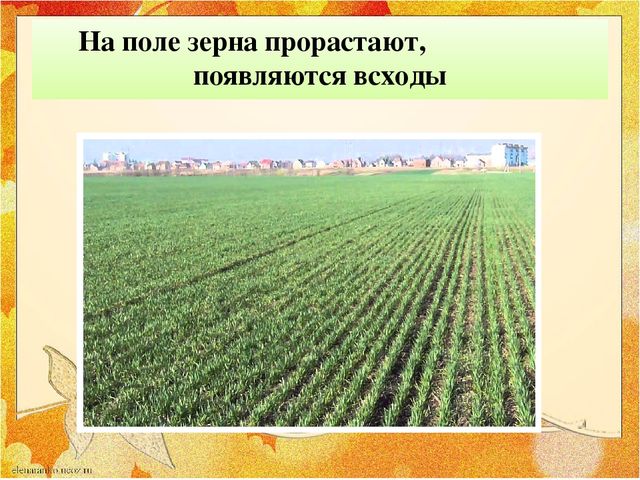 Презентация "От зернышка до хлеба"