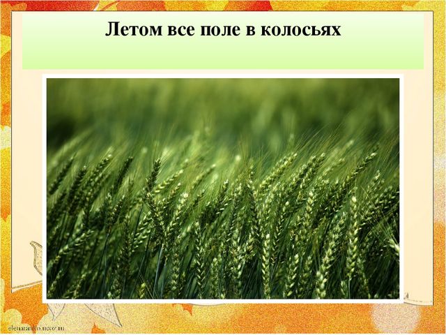 Презентация "От зернышка до хлеба"