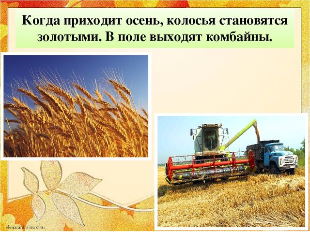 Презентация "От зернышка до хлеба"