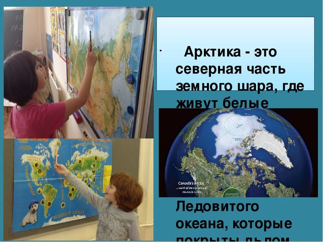 Мастер-класс «Животные Арктики» по аппликации и рисованию с пошаговым фото