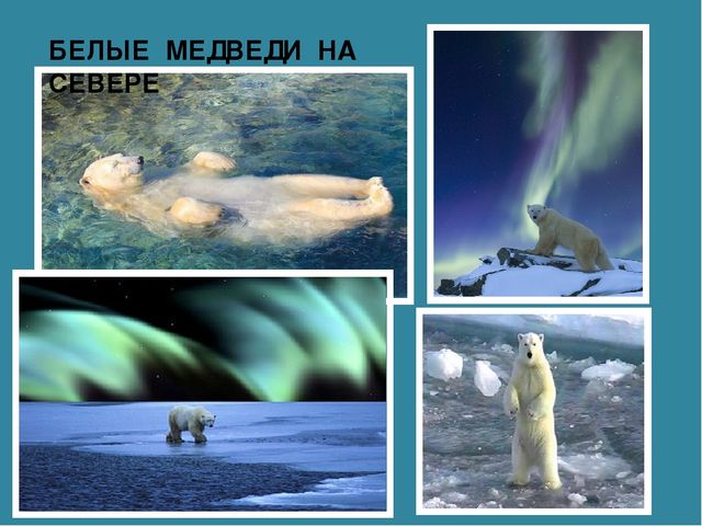 Мастер-класс «Животные Арктики» по аппликации и рисованию с пошаговым фото