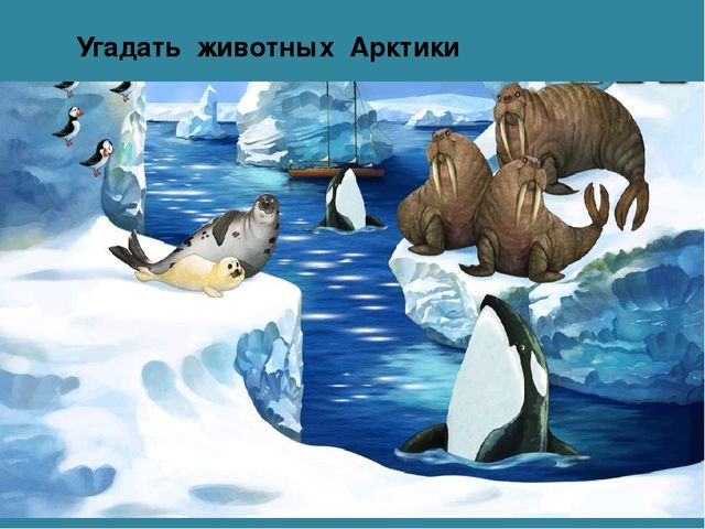 Мастер-класс «Животные Арктики» по аппликации и рисованию с пошаговым фото