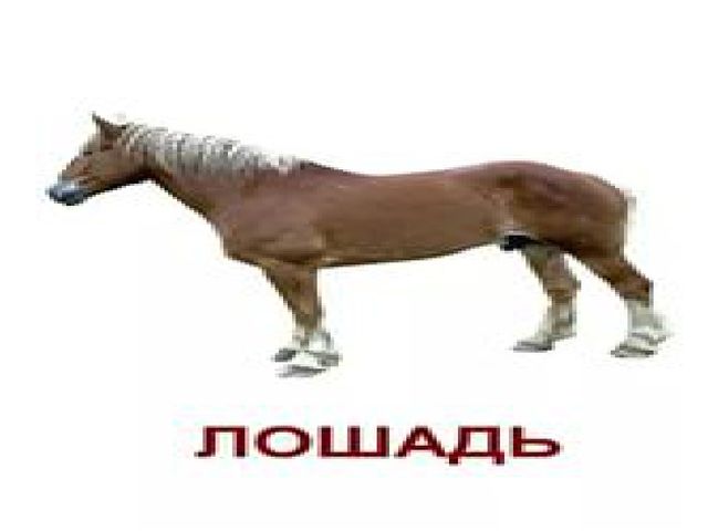 "Домашние животные" презентация для детей