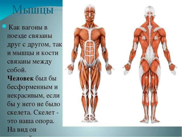Презентация по ознакомлению с миром природы на тему "Строение человека" в подготовительной группе