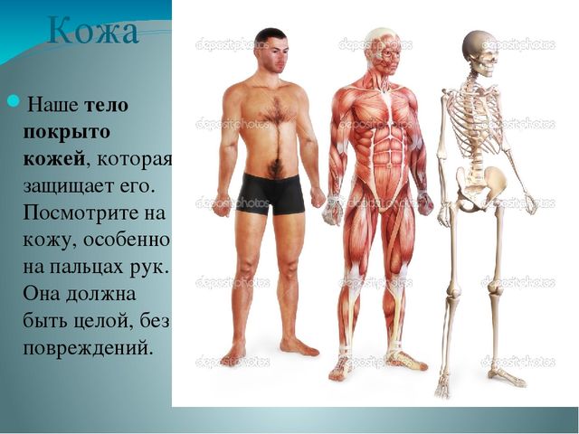Презентация по ознакомлению с миром природы на тему "Строение человека" в подготовительной группе