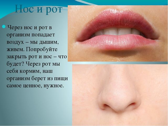 Презентация по ознакомлению с миром природы на тему "Строение человека" в подготовительной группе