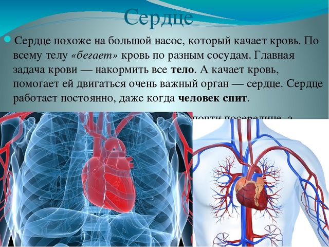 Презентация по ознакомлению с миром природы на тему "Строение человека" в подготовительной группе