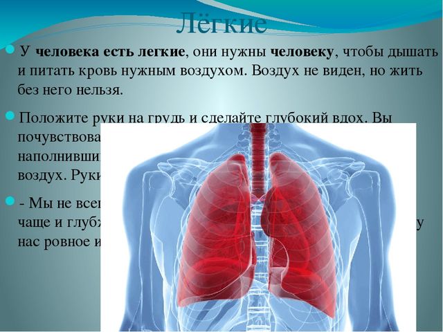 Легкие сообщения. Лёгкие человека роль. Сколько легких у человека.