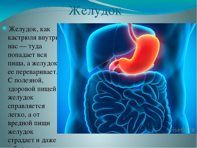 Презентация по ознакомлению с миром природы на тему "Строение человека" в подготовительной группе