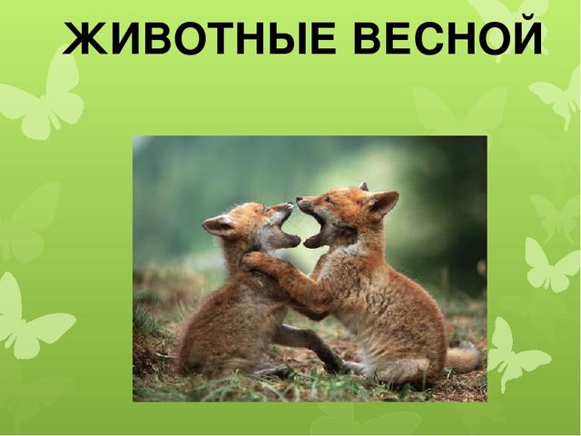 Презентация на тему: "Животные весной"