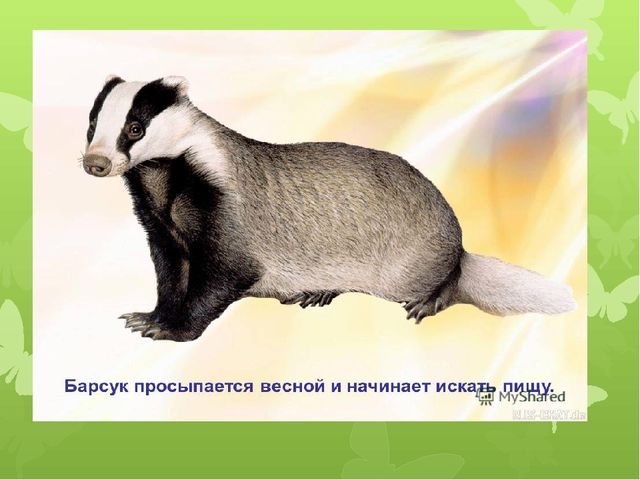 Презентация на тему: "Животные весной"