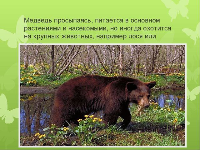 Презентация на тему: "Животные весной"
