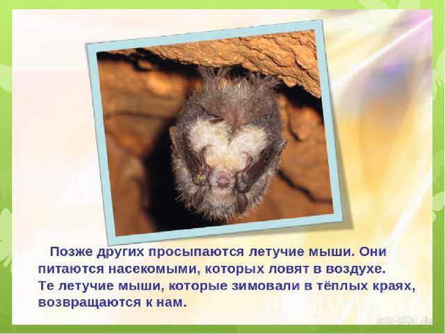 Презентация на тему: "Животные весной"