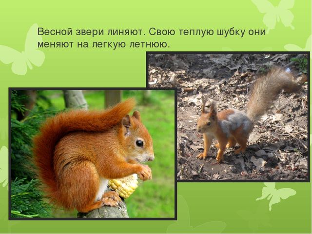 Презентация на тему: "Животные весной"