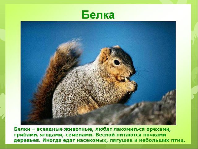 Презентация на тему: "Животные весной"