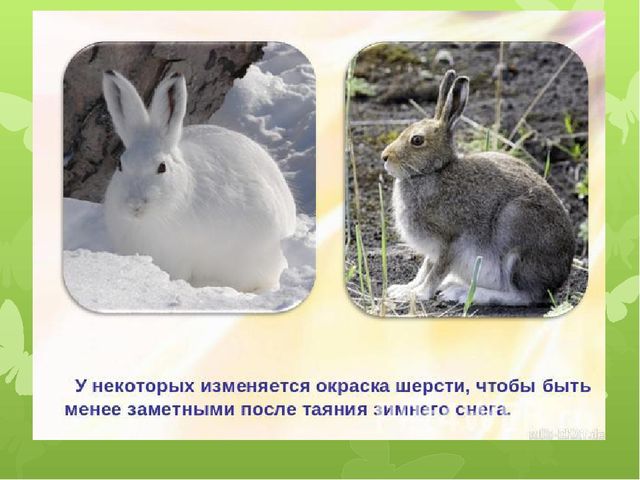 Презентация на тему: "Животные весной"