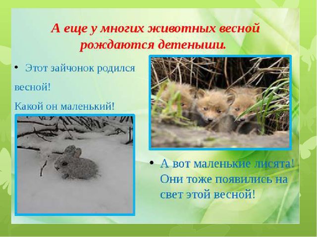 Презентация на тему: "Животные весной"