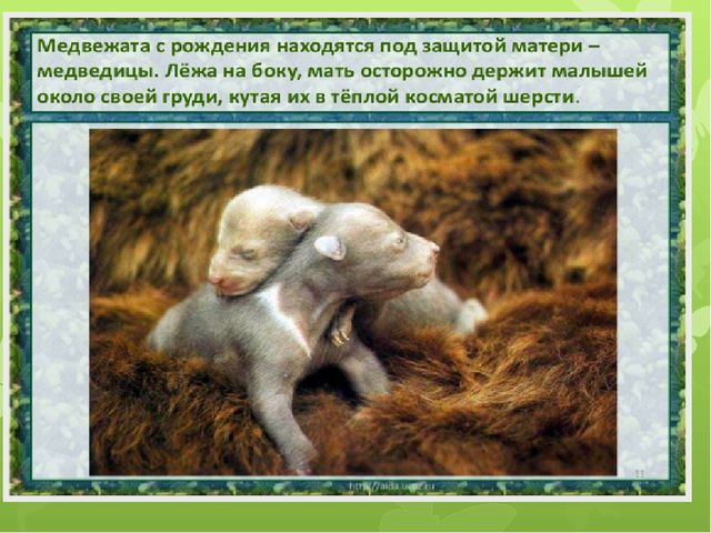 Презентация на тему: "Животные весной"