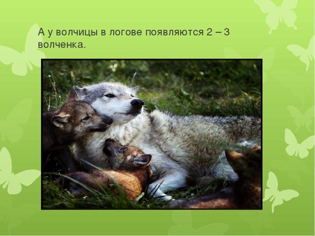 Презентация на тему: "Животные весной"