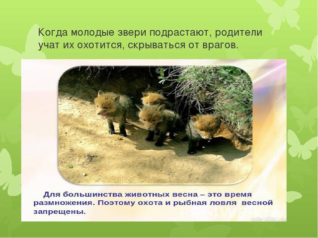 Презентация на тему: "Животные весной"