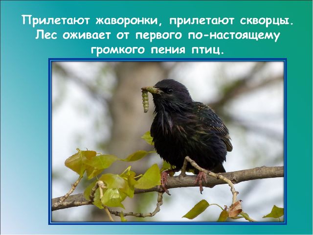 Презентация на тему: "Красавица весна"