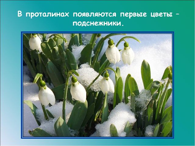 Презентация на тему: "Красавица весна"