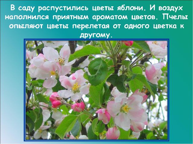 Презентация на тему: "Красавица весна"