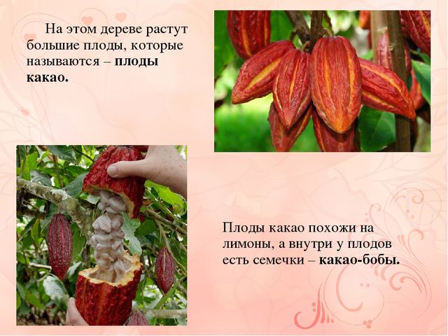 Презентация к проекту "Шоколадная история"