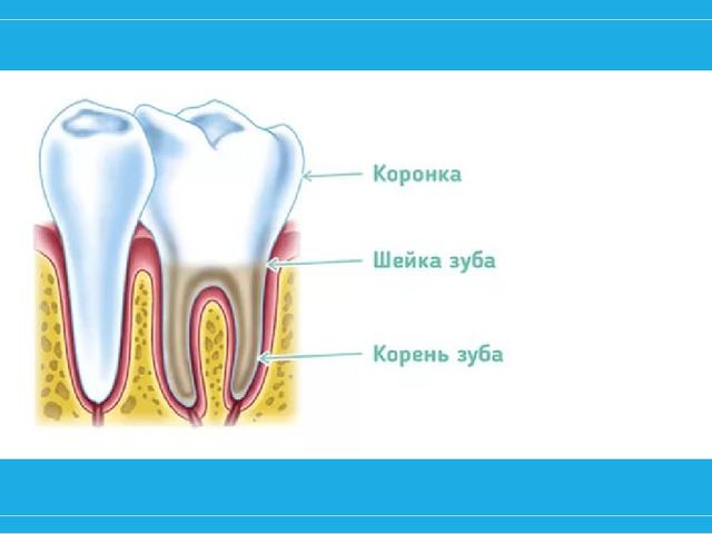 Презентация "Почему у ребят зубы болят" на конкурс "Я - исследователь"