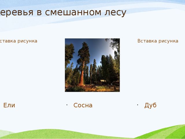 Презентация к занятию по экологии в старшей группе